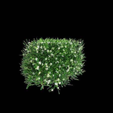 3D Illustration der Murraya paniculata Baumgrenze isoliert auf schwarzem Hintergrund, Perspektive