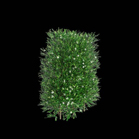 3D Illustration von Murraya paniculata Busch isoliert auf schwarzem Hintergrund, Perspektive