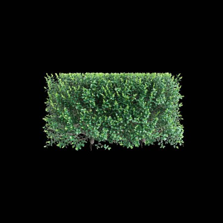 3D-Illustration von Ficus microcarpa Baumgrenze isoliert auf schwarzem Hintergrund