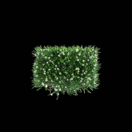 3D Illustration der Murraya paniculata Baumgrenze isoliert auf schwarzem Hintergrund