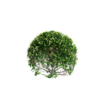 Téléchargez les photos : Illustration 3D du buisson Buxus sempervirens isolé sur fond blanc - en image libre de droit