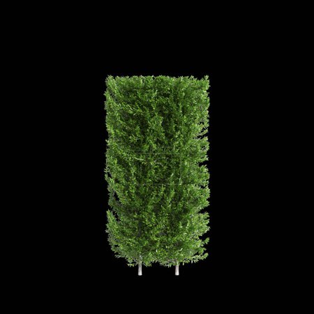 3D Illustration der Baumgrenze von Carpinus betulus isoliert auf schwarzem Hintergrund