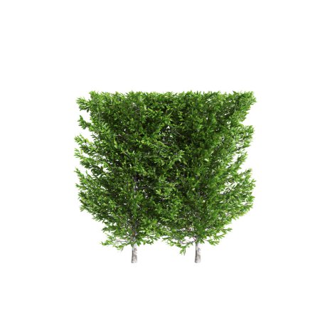 3D Illustration der Baumgrenze von Carpinus betulus isoliert auf weißem Hintergrund