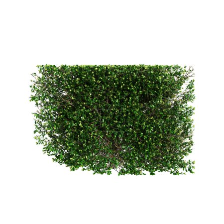 3D Illustration der Baumgrenze von Buxus sempervirens isoliert auf weißem Hintergrund