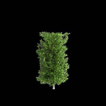 3D Illustration von Carpinus betulus Busch isoliert auf schwarzem Hintergrund, Perspektive