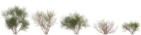 3d illustration of set Larrea divaricata tree isolated on white background