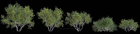 3d ilustración del conjunto Larrea cuneifolia árbol aislado sobre fondo negro