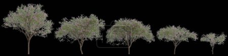 3d illustration of set Chilopsis linearis tree isolated on black background