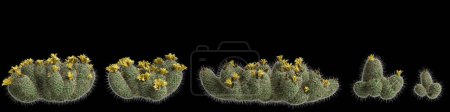 3d illustration of set Coryphantha echinus tree isolated on black background