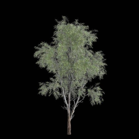 Téléchargez les photos : Illustration 3d d'Eucalyptus globulus isolé sur fond noir - en image libre de droit