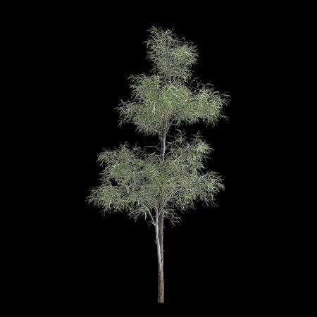 3D Illustration des Eukalyptus globulus Baumes isoliert auf schwarzem Hintergrund