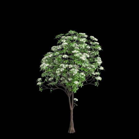 3D Illustration von Alstonia scholaris Baum isoliert auf schwarzem Hintergrund