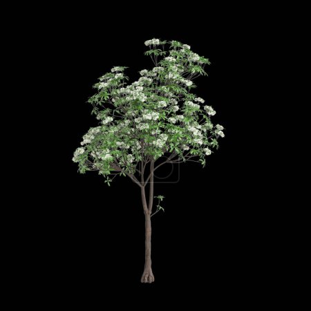 3d illustration of Alstonia scholaris tree isolated on black background