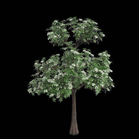 3D Illustration von Alstonia scholaris Baum isoliert auf schwarzem Hintergrund