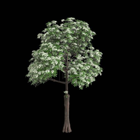 3d illustration of Alstonia scholaris tree isolated on black background