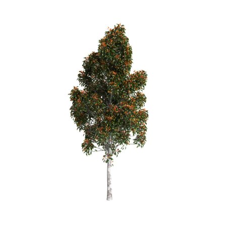 Photo for 3d illustration of Elaeocarpus eumundi tree isolated on white background - Royalty Free Image