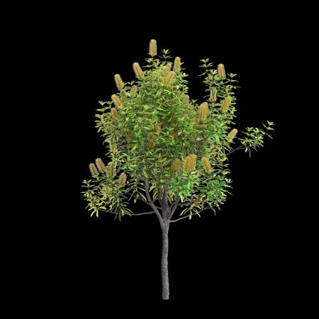3D Illustration von Banksia Integrifolia Baum isoliert auf schwarzem Hintergrund