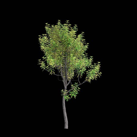 3D Illustration von Banksia Integrifolia Baum isoliert auf schwarzem Hintergrund