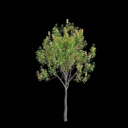 Photo for 3d illustration of Banksia Integrifolia tree isolated on black background - Royalty Free Image