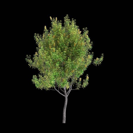 Téléchargez les photos : Illustration 3D de l'arbre Banksia Integrifolia isolé sur fond noir - en image libre de droit