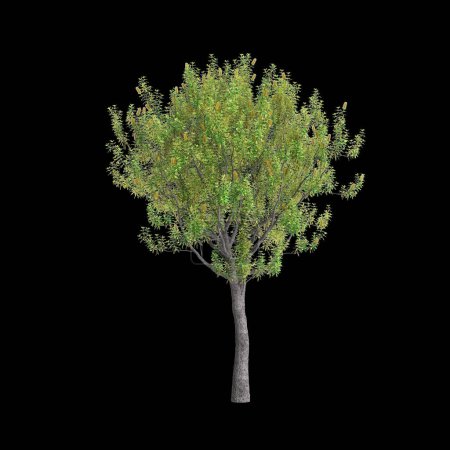 3d illustration of Banksia Integrifolia tree isolated on black background