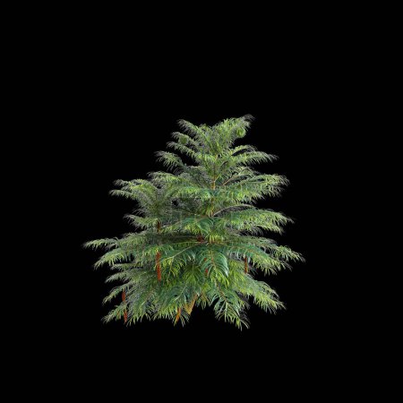 Illustration 3D de l'arbre Wollemia nobilis isolé sur fond noir