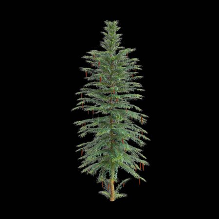 3D Illustration von Wollemia nobilis Baum isoliert auf schwarzem Hintergrund