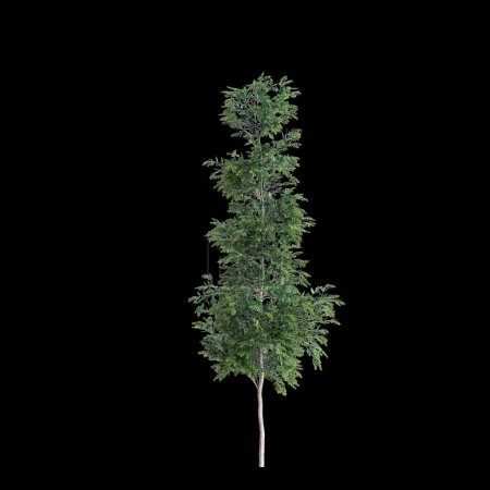 3D Illustration von Agathis robusta Baum isoliert auf schwarzem Hintergrund