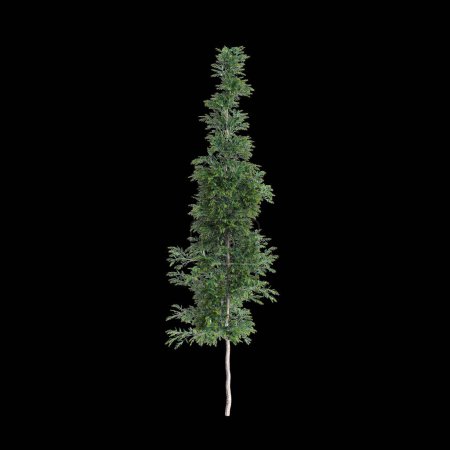 3D Illustration von Agathis robusta Baum isoliert auf schwarzem Hintergrund