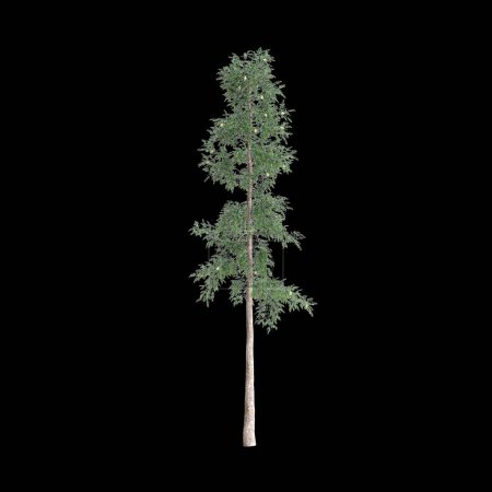 Photo for 3d illustration of Agathis robusta tree isolated on black background - Royalty Free Image
