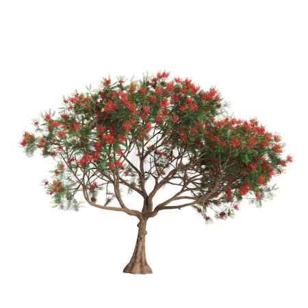 Ilustración 3d del árbol de Delonix regia aislado sobre fondo blanco