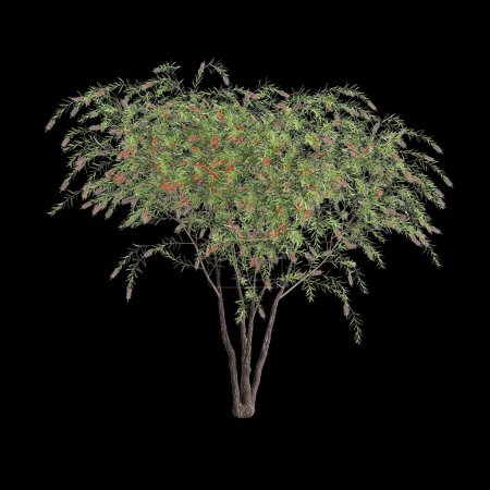 Foto de 3d ilustración de Callistemon viminalis árbol aislado sobre fondo negro - Imagen libre de derechos