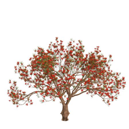 Illustration 3d d'un arbre Delonix regia isolé sur fond blanc