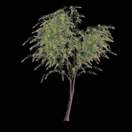 3d ilustración de Callistemon viminalis árbol aislado sobre fondo negro
