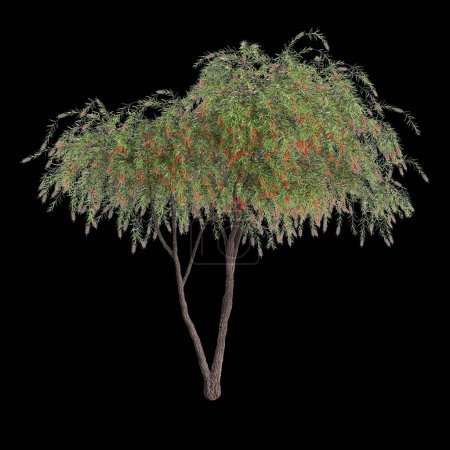 3d illustration of Callistemon viminalis tree isolated on black background