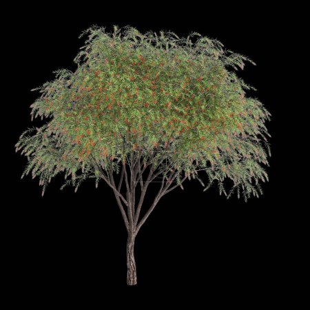 3D Illustration von Callistemon viminalis Baum isoliert auf schwarzem Hintergrund