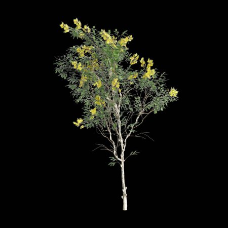 3d illustration of Caesalpinia ferrea tree isolated on black background