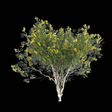 3d illustration of Caesalpinia ferrea tree isolated on black background