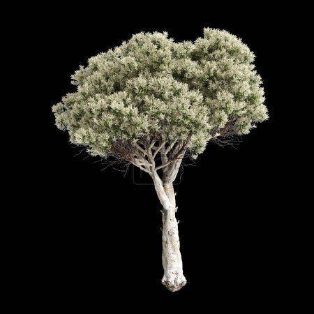 3d illustration of Melaleuca linariifolia tree isolated on black background