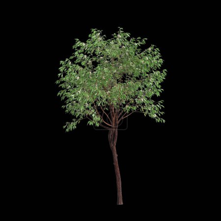 3D Illustration von Corymbia calophylla Baum isoliert auf schwarzem Hintergrund