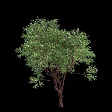 3d ilustración de Corymbia calophylla árbol aislado sobre fondo negro