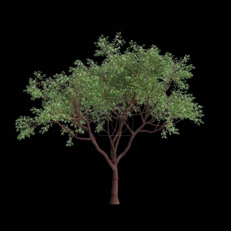 3D Illustration von Corymbia calophylla Baum isoliert auf schwarzem Hintergrund