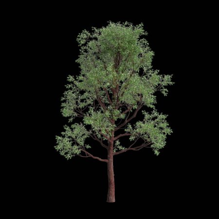 3d illustration of Corymbia calophylla tree isolated on black background