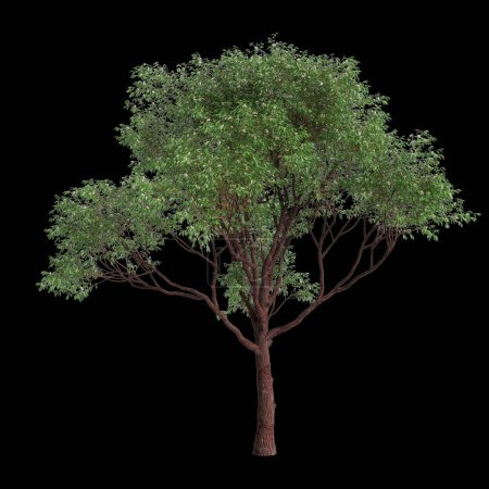3d illustration of Corymbia calophylla tree isolated on black background
