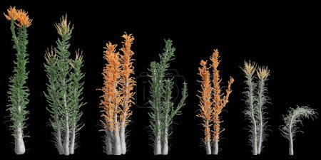 3D-Illustration von Set Fouquieria columnaris Baum isoliert auf schwarzem Hintergrund