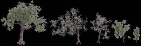 3d illustration of set Pinus monophylla tree isolated on black background