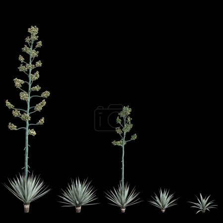 3d illustration of set Agave tequilana bush isolated on black background