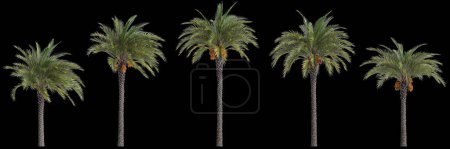 3D-Illustration des Phoenix-Daktylifera-Baumes isoliert auf schwarzem Hintergrund