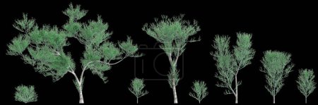 3d illustration of set Euphorbia tirucalli tree isolated on black background