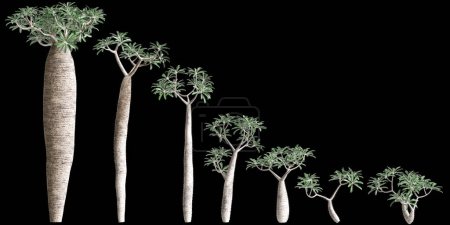 3d illustration of set Pachypodium geayi tree isolated on black background